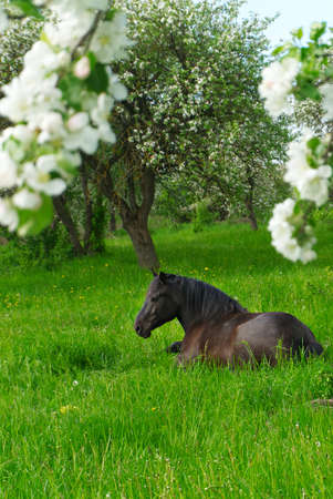 Young brown horse resting in lush green grass in spring in a farm orchard with trees covered in white blossom under a sunny blue sky in a concept of the seasonsの写真素材