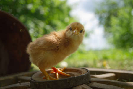 Cute new born chick viewed at ground level in a field or garden with selective focus to the face of...