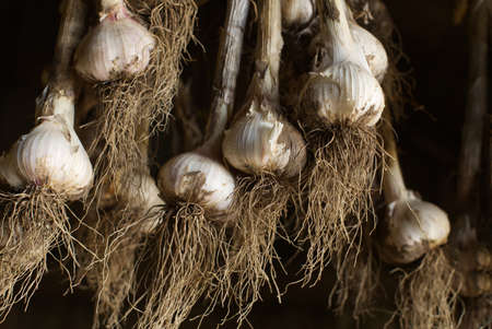 Bunch of fresh garlic bulbs hanging in a rustic farm barn