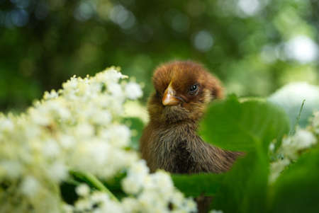 Cute young chick viewed at ground level in greenery and grass outdoors in a field or garden with selective focusの写真素材