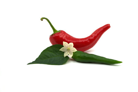 Fresh red and green chili pepper with leaf and blossom isolated on a white backgroundの写真素材