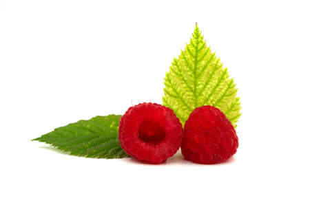 Red ripe raspberry fruits and different shades of green leaves isolated on white background