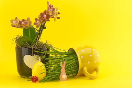 Creative Easter holiday or spring background with wheat seedlings growing from yellow cup, Easter...