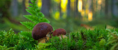 Low angle view of a Cep or Boletus Mushroom growing on lush green moss in a forest between ferns and tree trunks in autumnの写真素材