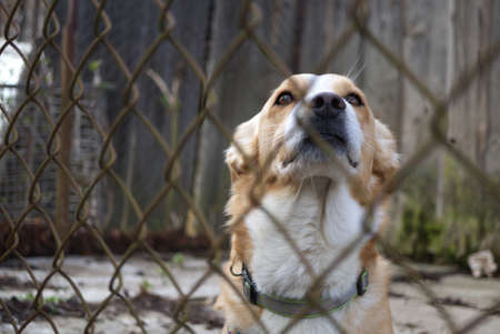Sad looking dog behind the fence looking out through the wire of his cage or animal shelterの写真素材