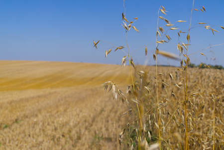 View over a farm field with golden cereal crop in summer and focus to a single row of plants in the foreground against a sunny blue skyの写真素材