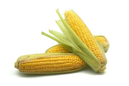 Fresh corn on the cob over a white backgroundの写真素材