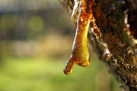 Sap or resin oozing from an injured tree branch with damaged missing bark in a woodland or garden setting in close upの写真素材