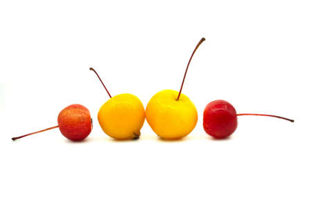 Wild apples or crab apples over a white background. Malus baccataの写真素材