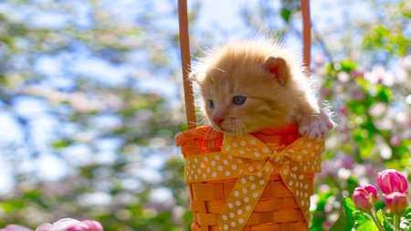 Little ginger kitten in a gift basket with orange ribbon with white polka dots outdoors in a spring gardenの写真素材