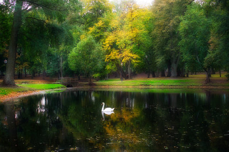 Lone white swan swimming on a tranquil autumn lake surrounded by trees with colorful foliage in a concept of the seasonsの写真素材