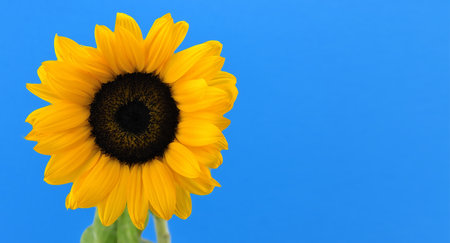 Yellow sunflower over blue background, symbol of Ukraine with copy space for your textの写真素材