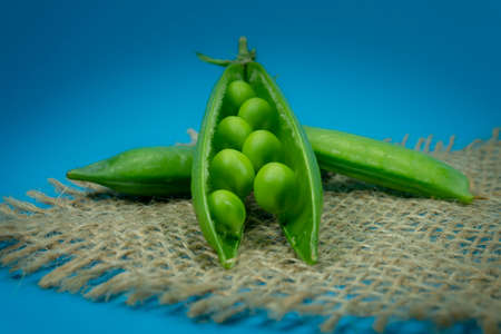 Fresh harvest green pea pods on hessian fabric in a close up view on blue backgroundの写真素材