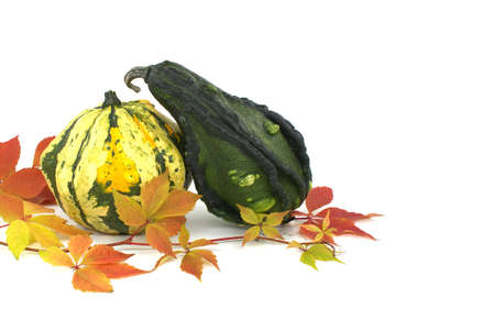 Decorative gourds with seasonal leaves over white background. Thanksgiving, Halloween autumnal or fall still lifeの写真素材