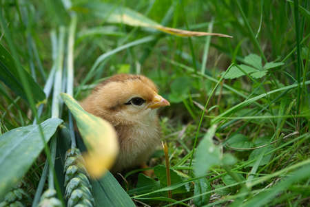 Cute young chick viewed at ground level in greenery and grass outdoors in a field or garden with...
