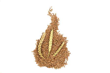 Wheat seeds and ear of ripe wheat ears isolated on white background, viewed top down