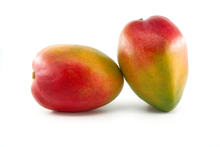 Two ripe multicolored mango fruits isolated on a white backgroundの写真素材