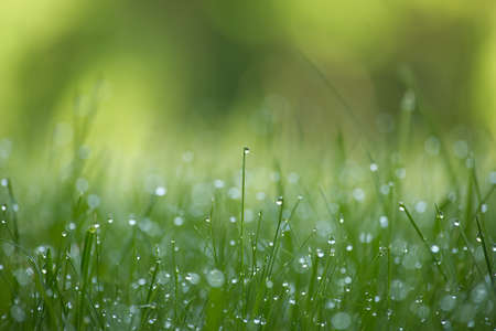 Blades of fresh green spring grass with raindrops or dew drops glistening on the leavesの写真素材