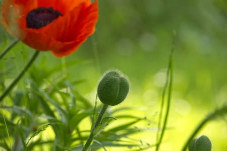 Oriental poppy flower bud (Papaver orientale). Flower bud, red poppy flowerの写真素材