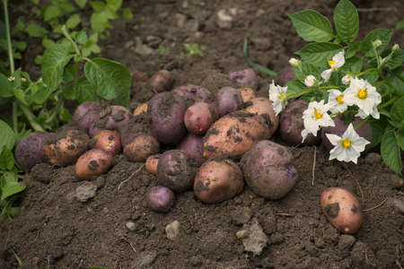 Pile of newly harvested multicolored potatoes in a farm field, concept of food cultivationの写真素材