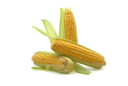 Fresh corn on the cob over a white backgroundの写真素材
