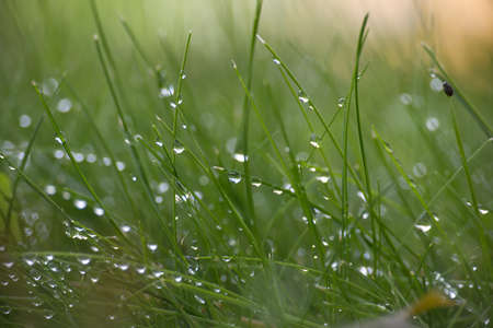 Blades of fresh green spring grass with raindrops or dew drops glistening on the leaves