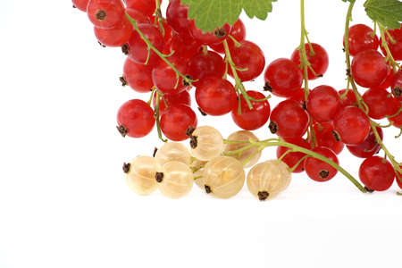 Fresh ripe redcurrant on a branch and white currant isolated on a white backgroundの写真素材