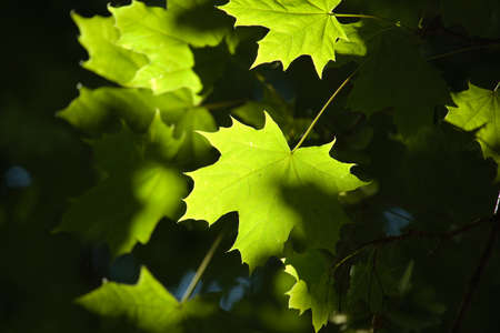 Maple leaves illuminated by an early morning sun. Young maple leaves growing on the head of a...