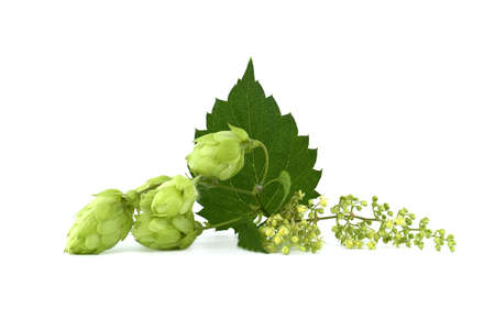 Hop cones and hop flowers on fresh green branch with leaf isolated on a white backgroundの写真素材