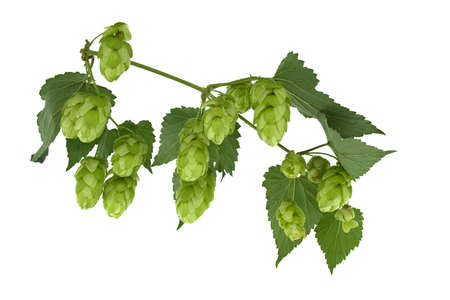 Fresh green hops branch, isolated on a white background. Hop cones with leafの写真素材