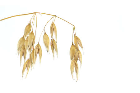 Oat plant branch with ready to harvest oats grains isolated on white background. Common oat or Avena sativaの写真素材