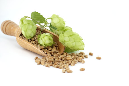 Wheat grain seeds spilling from wooden scoop near to fresh hop cones, beer brewing and pharmacy...