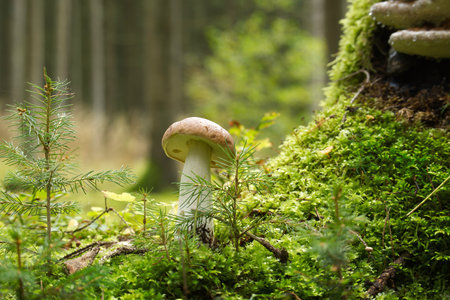 Cep or Boletus Mushroom growing on lush green moss in a forest, low angle view (Boletus edulis)の写真素材