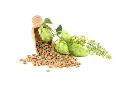 Hop cones and hop flowers near to wheat grain seeds spilling from wooden scoop, beer brewing and pharmacy ingredientsの写真素材
