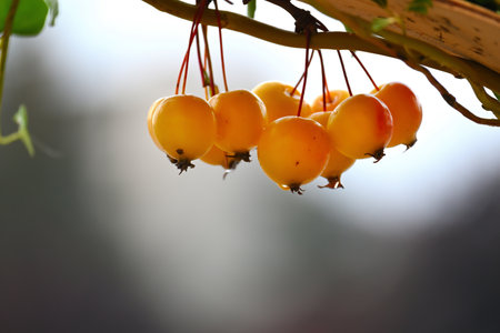 Branch of european crab apple or wild apple (Malus sylvestris)