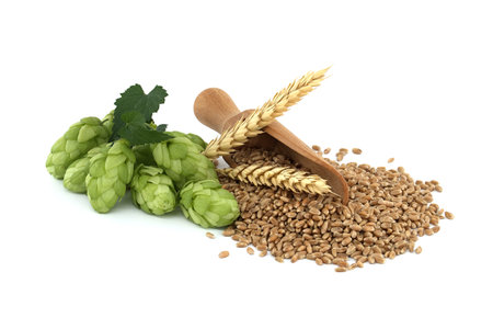 Hop cones near to wheat grain seeds spilling from wooden scoop, beer brewing and pharmacy ingredientsの写真素材
