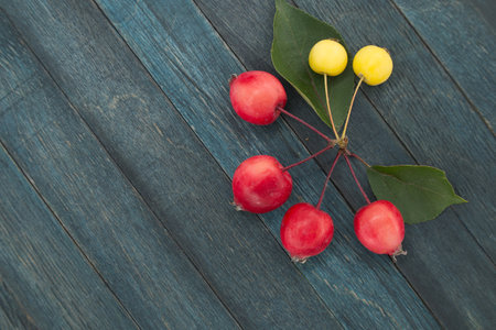 Yellow European crab apple or wild apple (Malus sylvestris) and red Siberian crab apple (Malus baccata on blue wooden vintage background, top view with copy spaceの写真素材