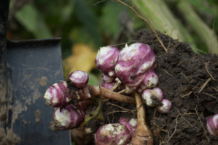 Newly dug Jerusalem artichoke in a organic family farm field, low angle view on rich brown earth in a concept of food cultivationの写真素材