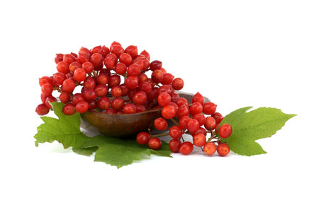 Guelder Rose or Viburnum Opulus plant berries and leaves isolated on white backgroundの写真素材