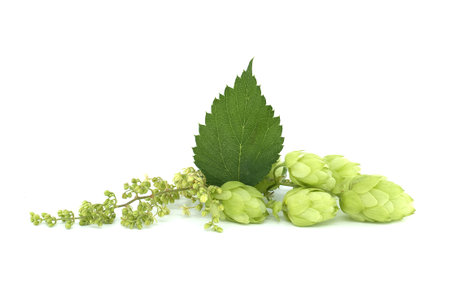 Hop cones and hop flowers on fresh green branch with leaf isolated on a white backgroundの写真素材