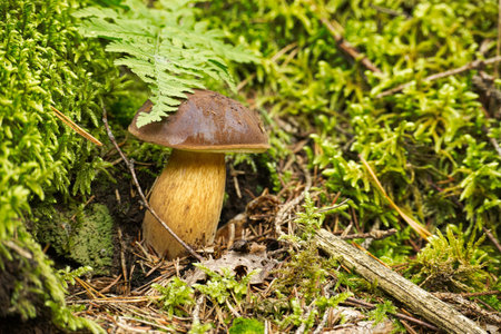 Low angle view of a Pine Bolete or Boletus Pinophilus Mushroom growing on lush green moss in a...