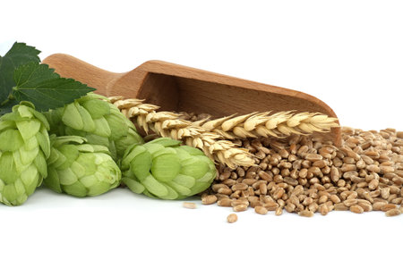 Sprig of green hops near to wheat grain seeds spilling from wooden scoop, beer brewing and pharmacy ingredientの写真素材