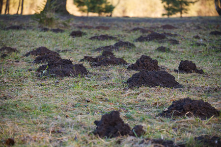 Molehills or mole mounds in the meadow during winter, lawn pests become more active as the weather warmsの写真素材