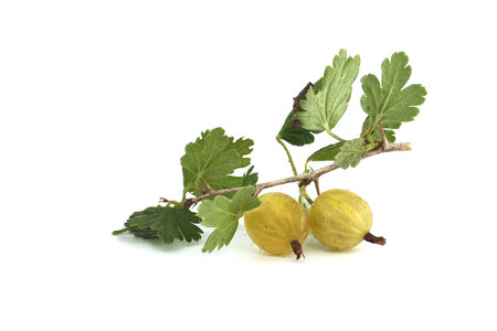 Branch of fresh green gooseberries with leaves over white backgroundの写真素材