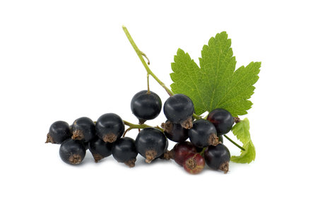 Fresh ripe blackcurrant berries with leaf isolated on a white backgroundの写真素材