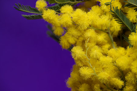 Acacia dealbata, silver wattle or mimosa flowers in close-up over blue background. Mimosa (silver wattle) branchの写真素材