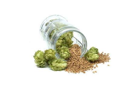 Fresh green hops cones and wheat grain seeds in a glass beer mug isolated on white background. Beer...