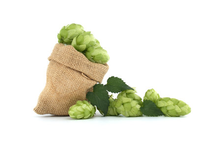 Hops cones with leaves spilling from a hessian bag, beer brewing and pharmacy ingredients isolated on white backgroundの写真素材