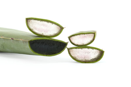 Aloe vera leaf slices showing the inside gel of the plant isolated on white backgroundの写真素材