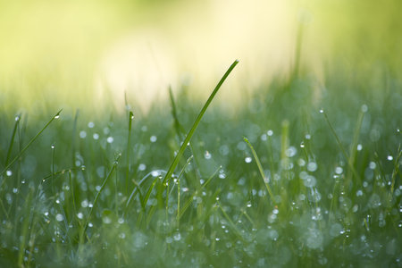 Dew drops or raindrops glistening on the leaves of fresh green spring grassの写真素材